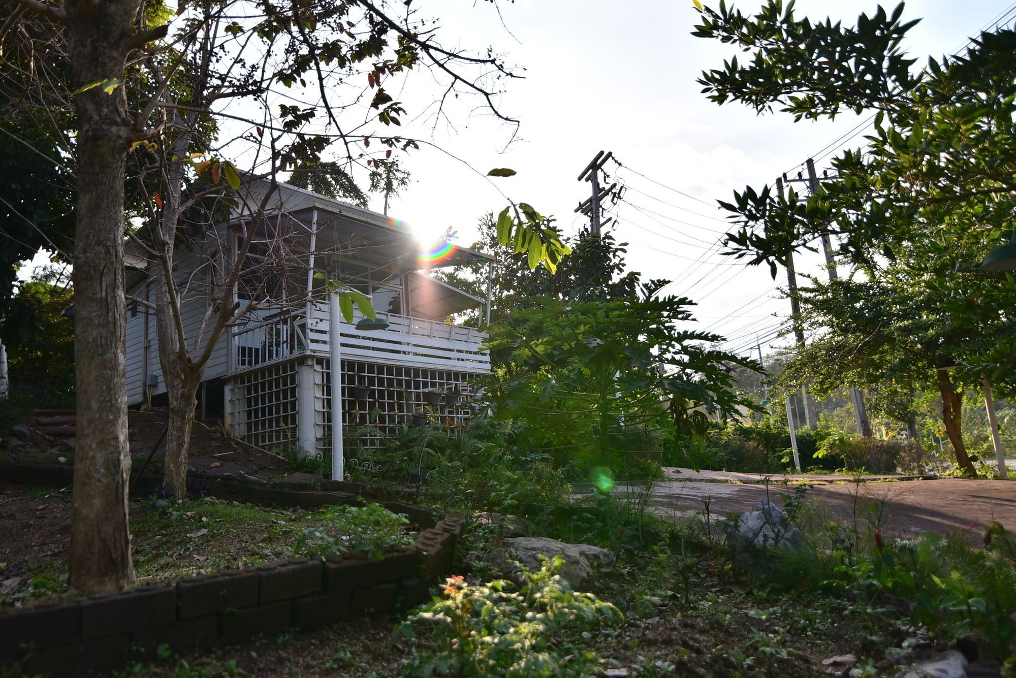 Bambusa Nakhonratchasima Buitenkant foto